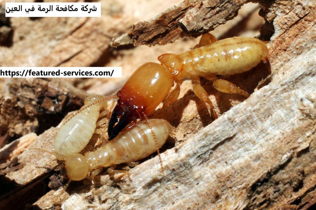 شركة مكافحة الرمة في العين |0543199527| ابادة فورية