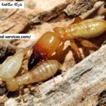 شركة مكافحة الرمة في العين |0543199527| ابادة فورية