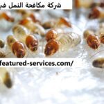 شركة مكافحة النمل في ابوظبي