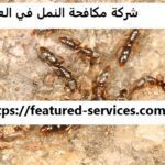 شركة مكافحة النمل في العين |0543199527| النمل الأبيض