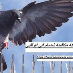 شركة مكافحة الحمام في ابوظبي