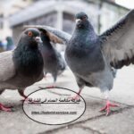 شركة مكافحة الحمام في الشارقة