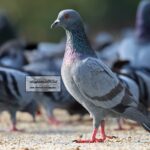 شركة مكافحة الحمام في العين 0543199527