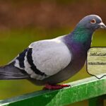 شركة مكافحة الحمام في راس الخيمة |0543199527| طارد حمام