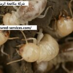 شركة مكافحة الرمة في ابوظبي |0543199527| النمل الابيض