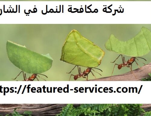 شركة مكافحة النمل في الشارقة |0543199527| ابادة النمل