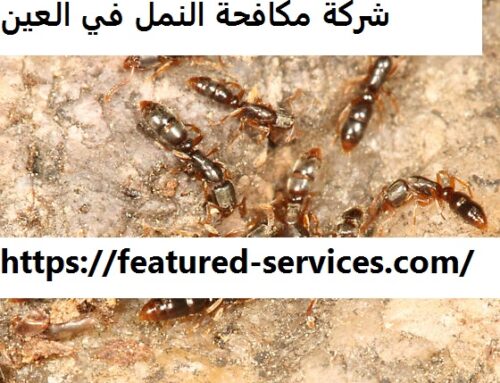 شركة مكافحة النمل في العين |0543199527| النمل الأبيض
