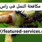 شركة مكافحة النمل في راس الخيمة - 0543199527 - خدمات ابادة النمل